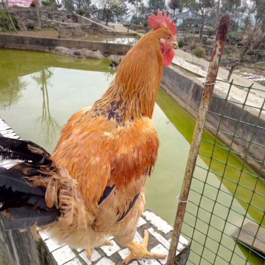 余庆县 林下散养鸡