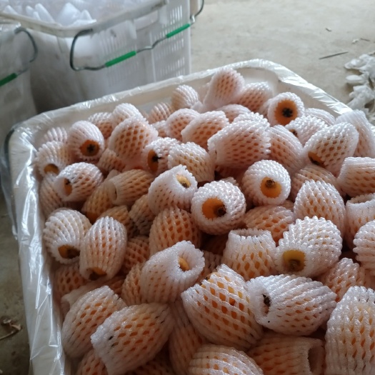 米易县米易枇杷 寻找供应商