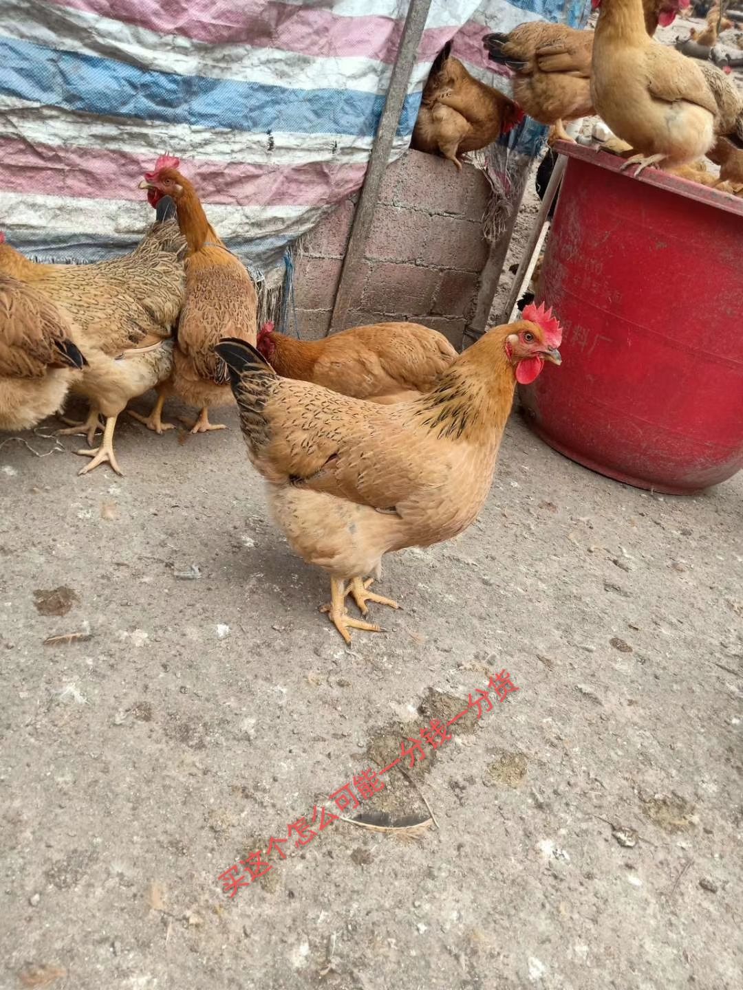 土鸡 漂亮灵山土