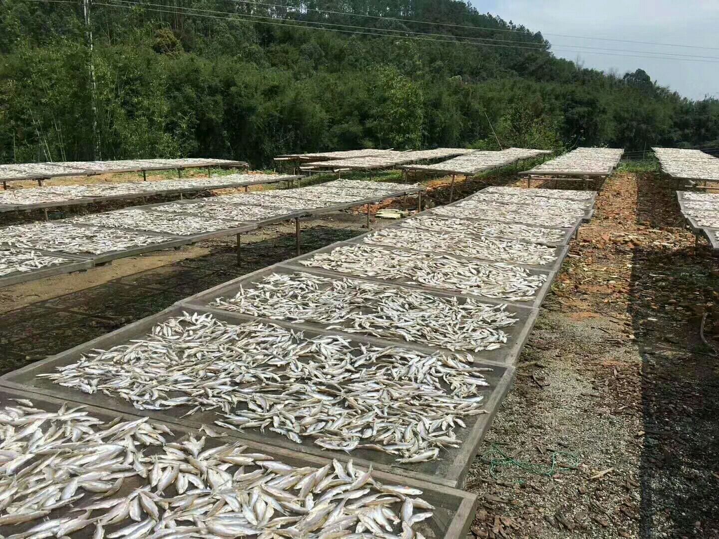 山坑鱼仔
