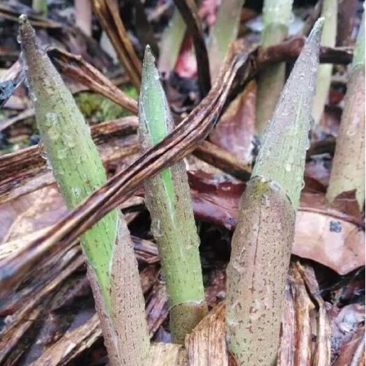 苦叶菜 高黎贡山－竹叶菜