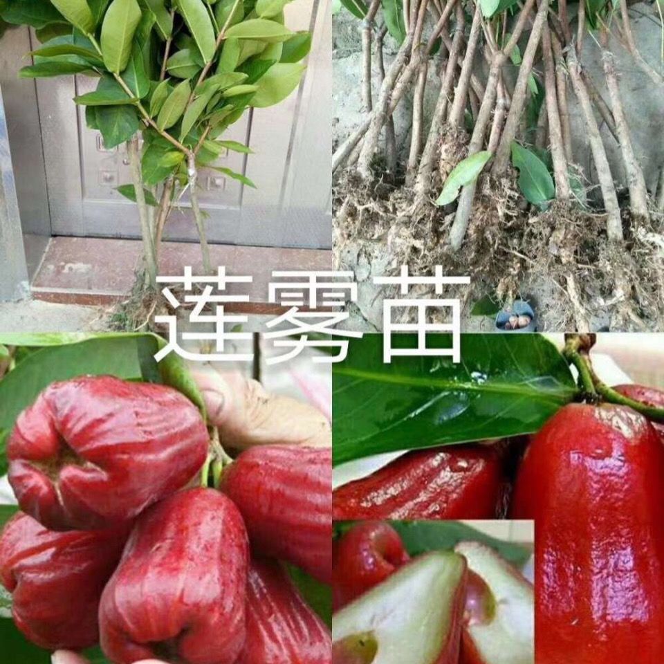  新品种莲雾树苗大叶红 黑金刚 莲雾苗嫁接树苗 地栽盆栽果树