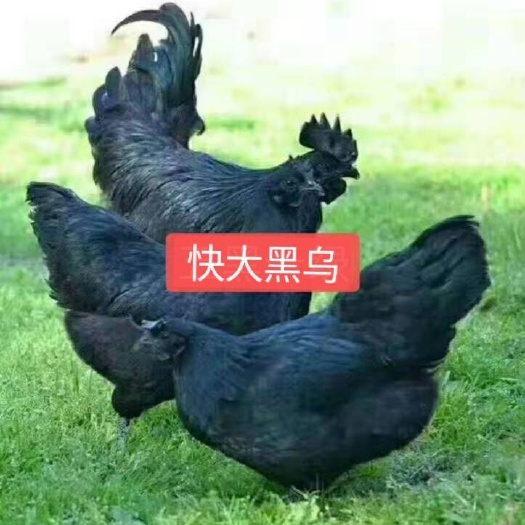 南宁 快大型麻羽乌鸡苗