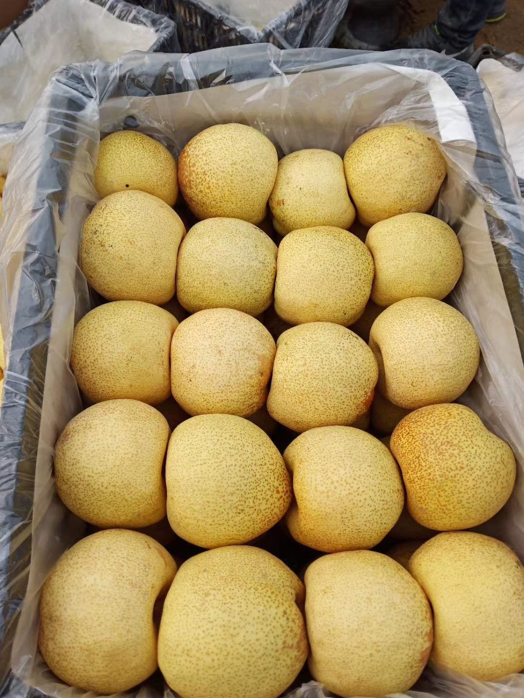  砀山酥梨，一箱10斤，13-20个梨子，低至6元起发