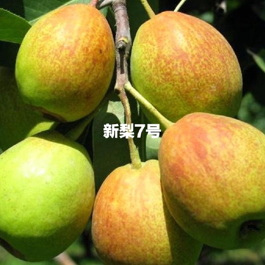 辛集市 新梨7号梨树苗，杜梨根系嫁接苗。根系发达，健壮。成活率高。