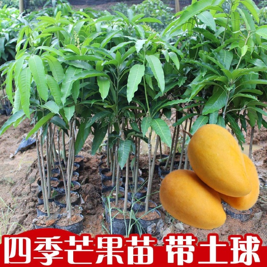 灵山县金煌芒果苗 芒果树苗嫁接四季芒桂七台农红贵妃凯特芒澳芒南方果苗