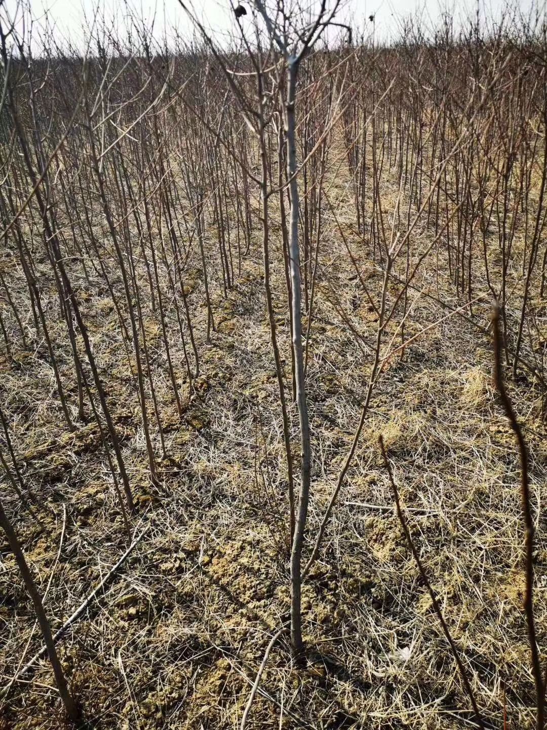 文冠果树苗 文冠果