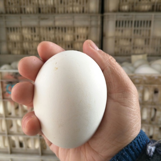 临沭县鲜鹅蛋 食用 散装