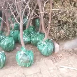 滨州 原产地，冬枣树苗直供