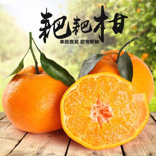 眉山 眉山耙耙柑