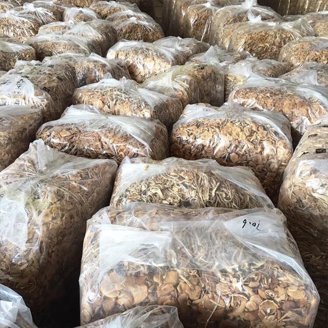 开伞5号茶树菇江西省广昌产地批发