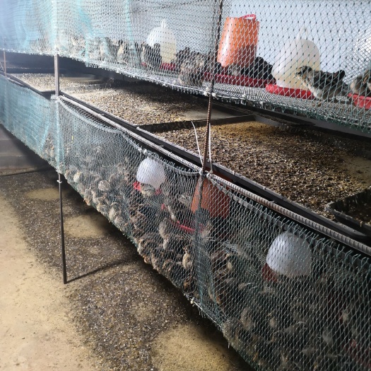 昆明 武定土鸡苗