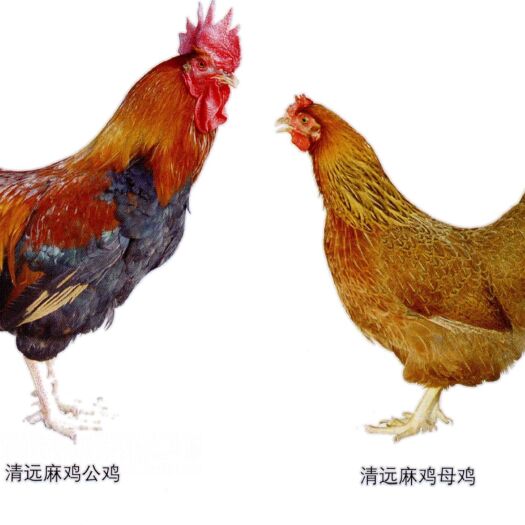 南宁 青远麻鸡苗
