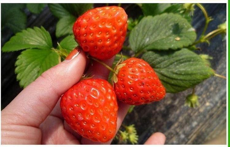 沭阳县 草莓苗，各种各样的品种