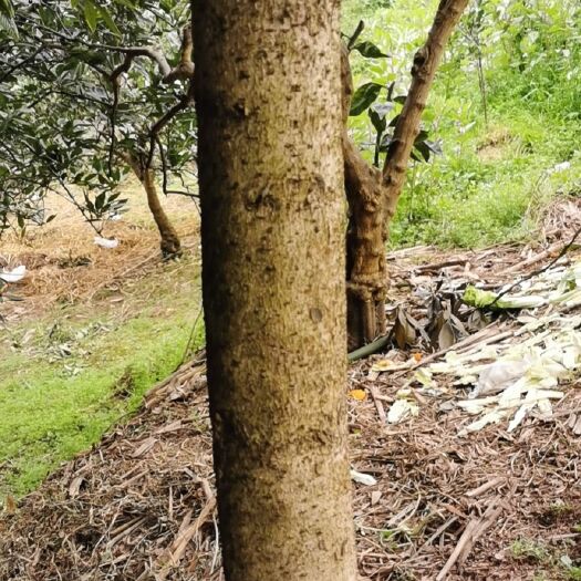 丹棱县桢楠 地里直供、量大从优、10棵起卖