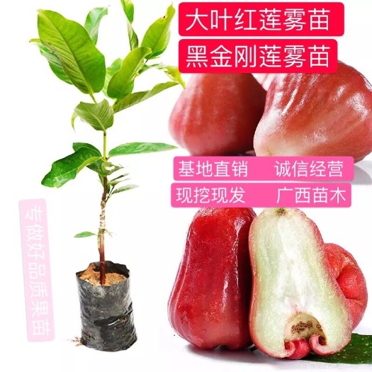 灵山县 新品种莲雾树苗大叶红 黑金刚 莲雾苗嫁接树苗 地栽盆栽果树