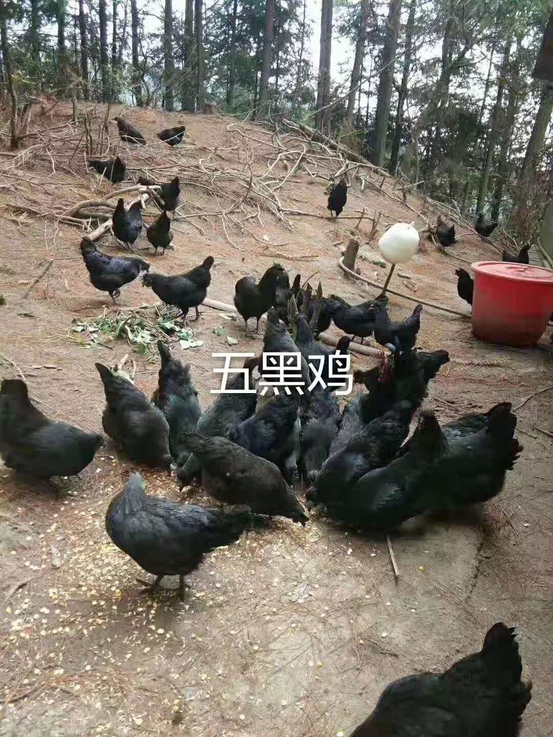 湖南山区无公害无抗土鸡蛋