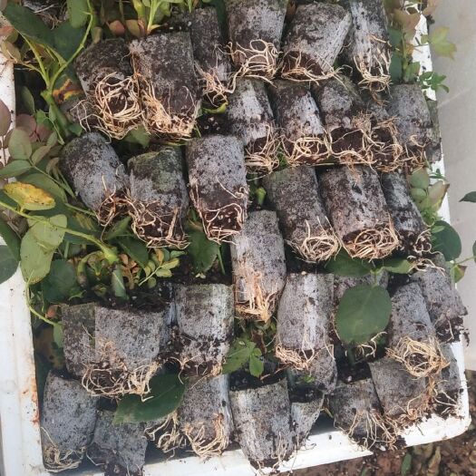 昆明红玫瑰