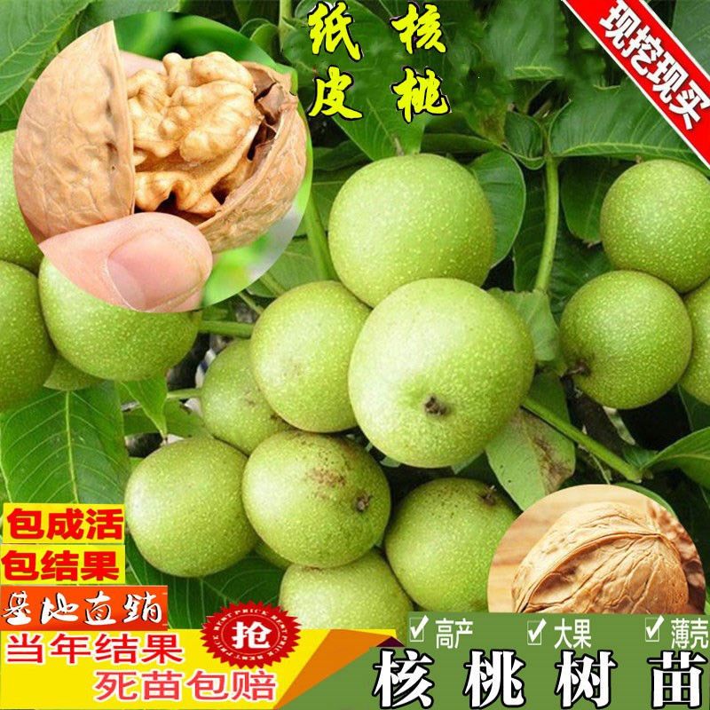  8518核桃苗 基地直销 现挖现发 包品种包成活 死苗补发