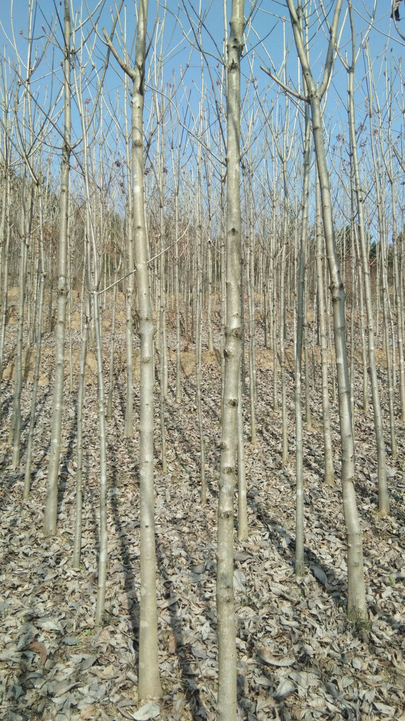 米劲3公分以上，。。,4,5,6七叶树量大