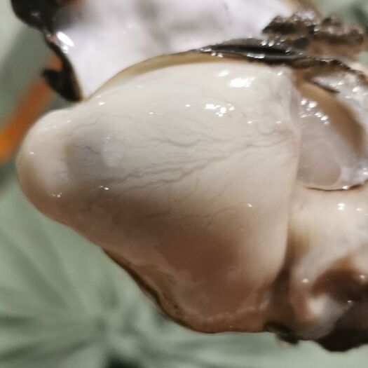 阳西县湛江牡蛎 海水 3-4两/只 鲜活水产