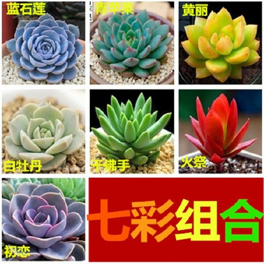 无锡多肉组合  多肉植物 七彩多肉 16颗精选不重复送16盆土包邮