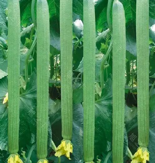 鼎牌優(yōu)比1號肉絲瓜種子種籽南方農(nóng)家早熟春季四季蔬菜種子