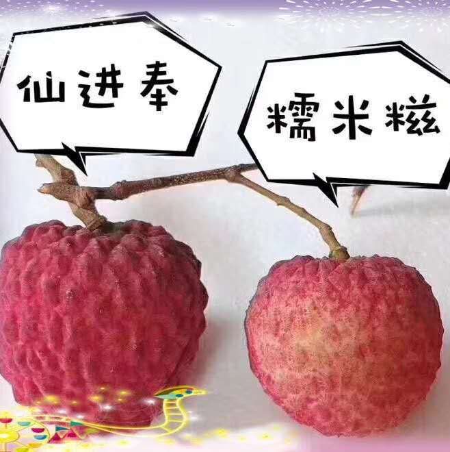 荔枝嫁接枝条 基岗仙进奉荔枝苗嫁接枝条芽条