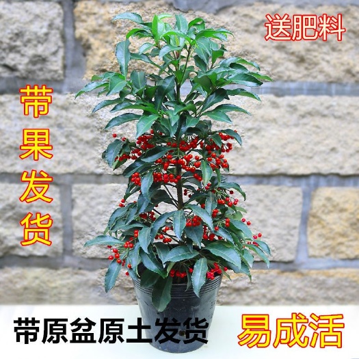 富贵籽盆栽 富贵子富贵籽朱砂根黄金万两室内花卉盆栽绿植红凉伞四季常绿