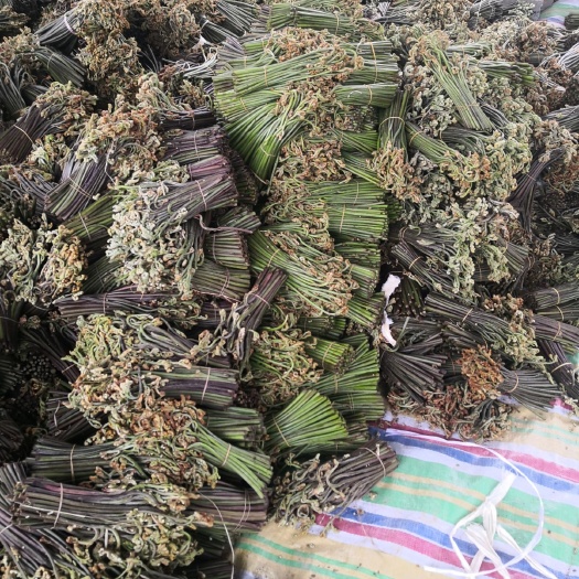 大关县我有大量鲜蕨菜 每年有1000吨左右   有想做蕨菜干和我
