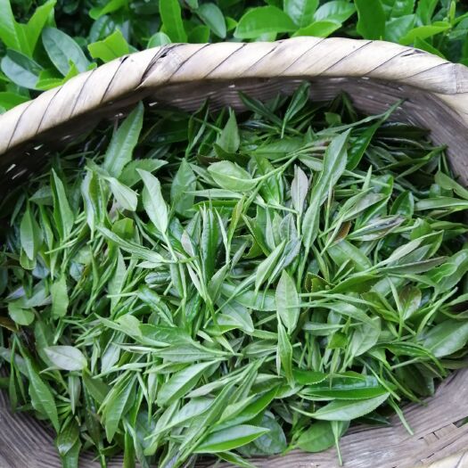 遂川县 江西狗牯脑绿茶红茶直批，产地直批。