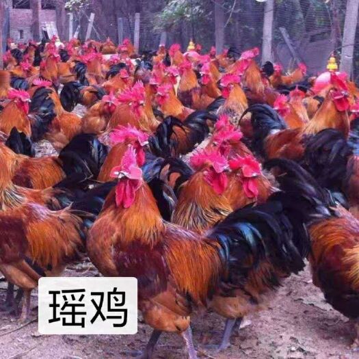 南宁瑶鸡苗 统货