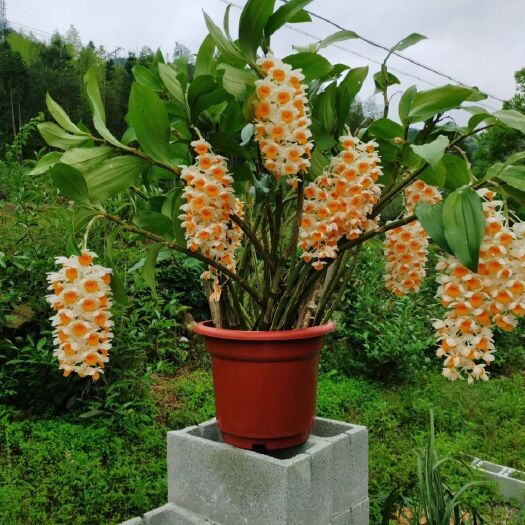 沧源县球花石斛苗  下坡货