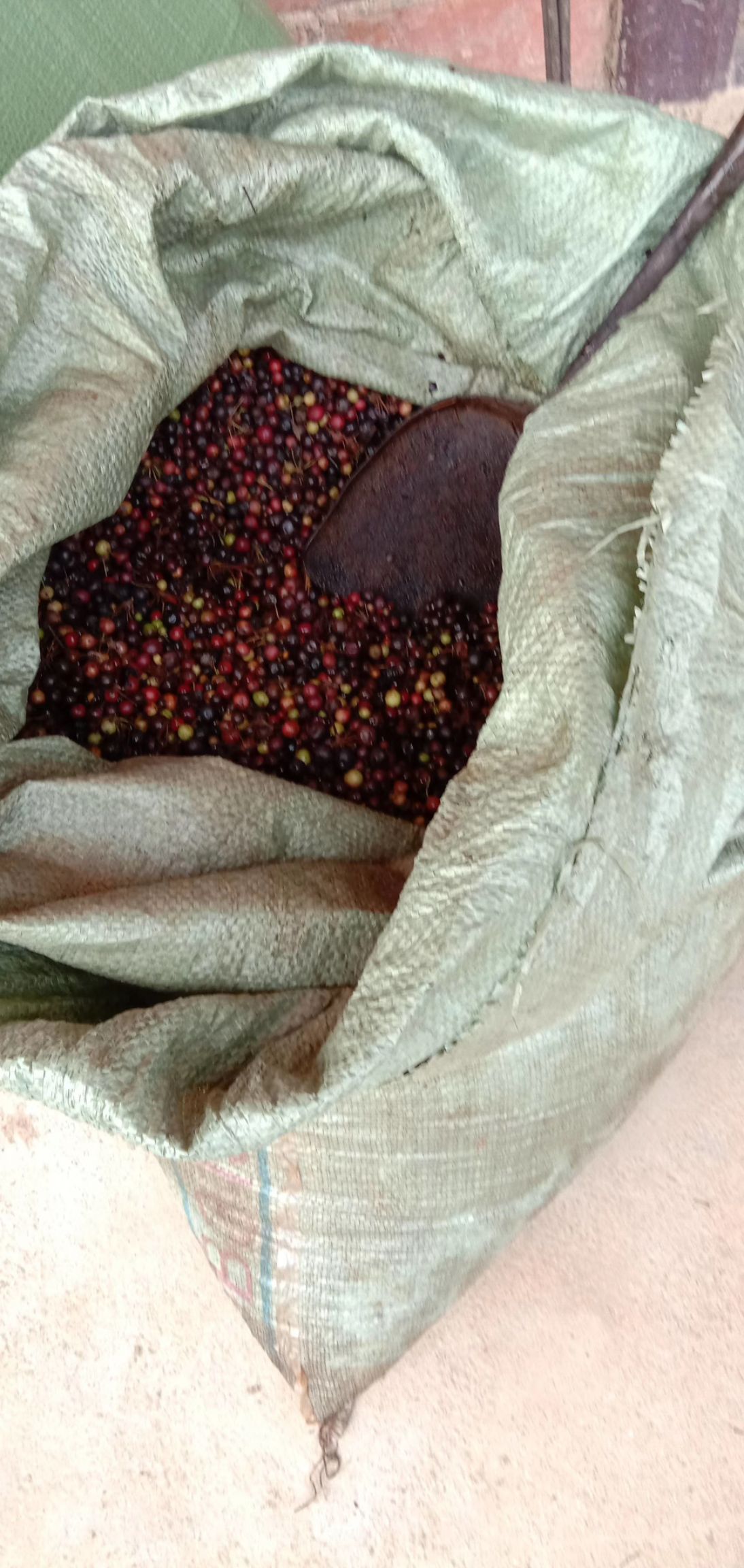 茯苓苗  土茯苓种子