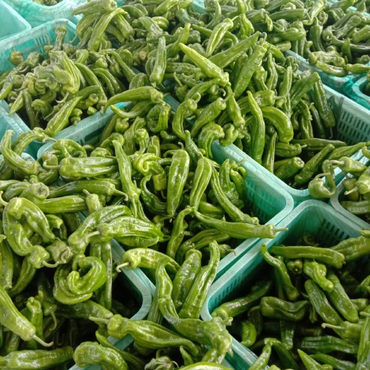 兰陵县青泡椒  薄皮青椒301