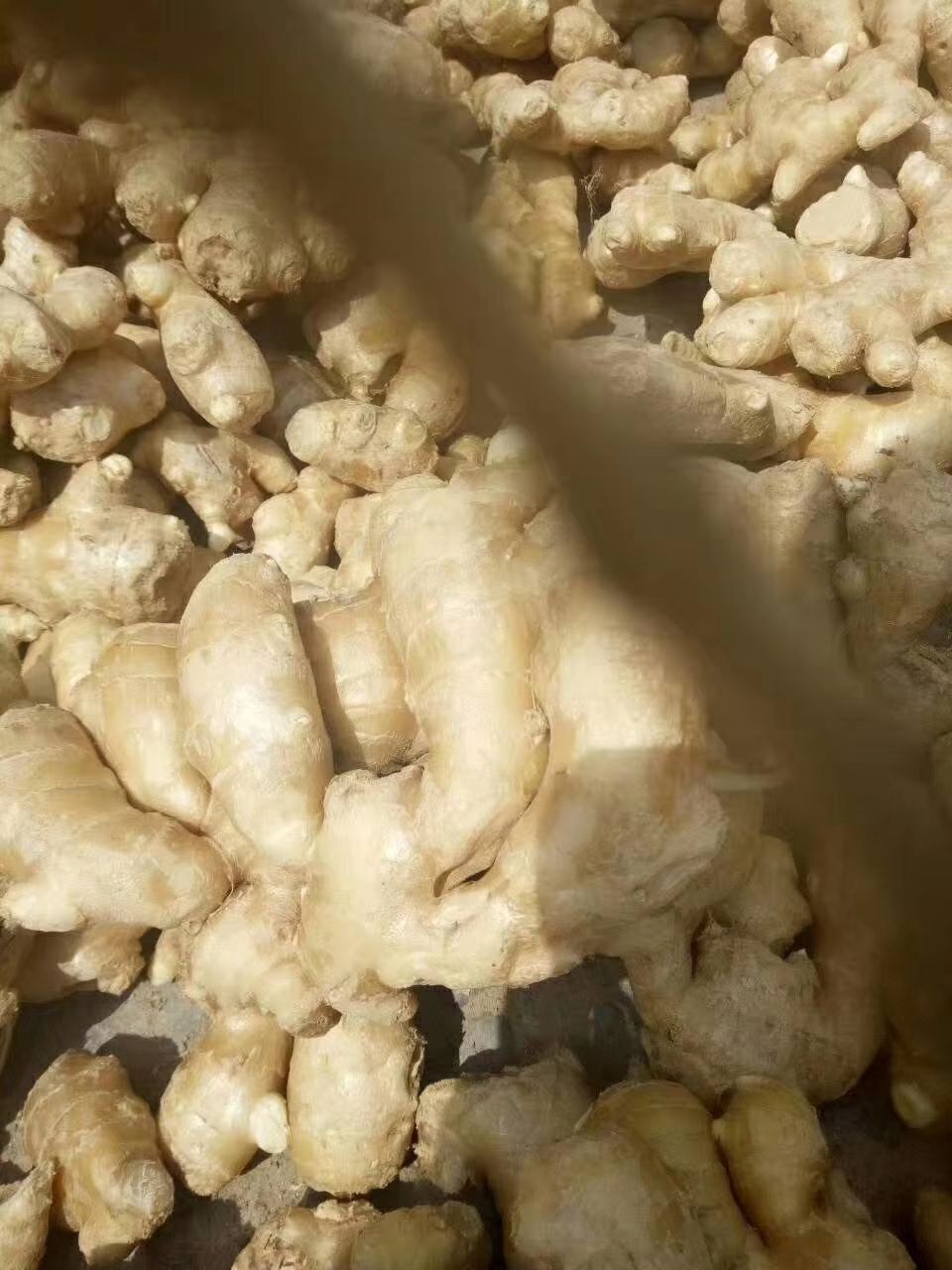 直播发货。姜种批发基地自己培育的姜种手把手全程教你种姜技巧