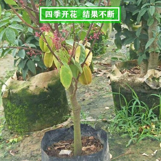 容县四季红杨桃苗 四季甜杨桃苗