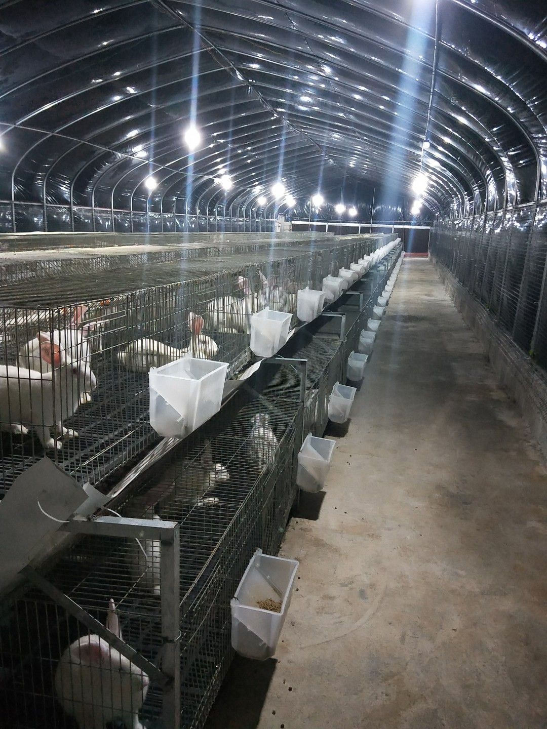 肉兔  伊拉AD系列  实验兔～兔～纯白！