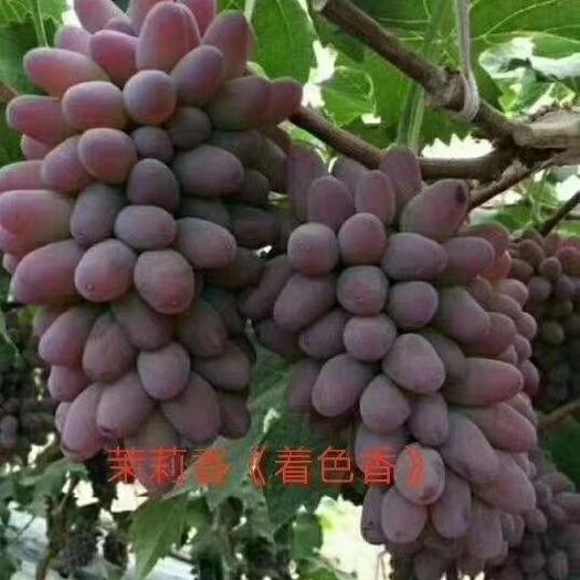 北票市玫瑰香葡萄苗 茉莉香葡萄着色香