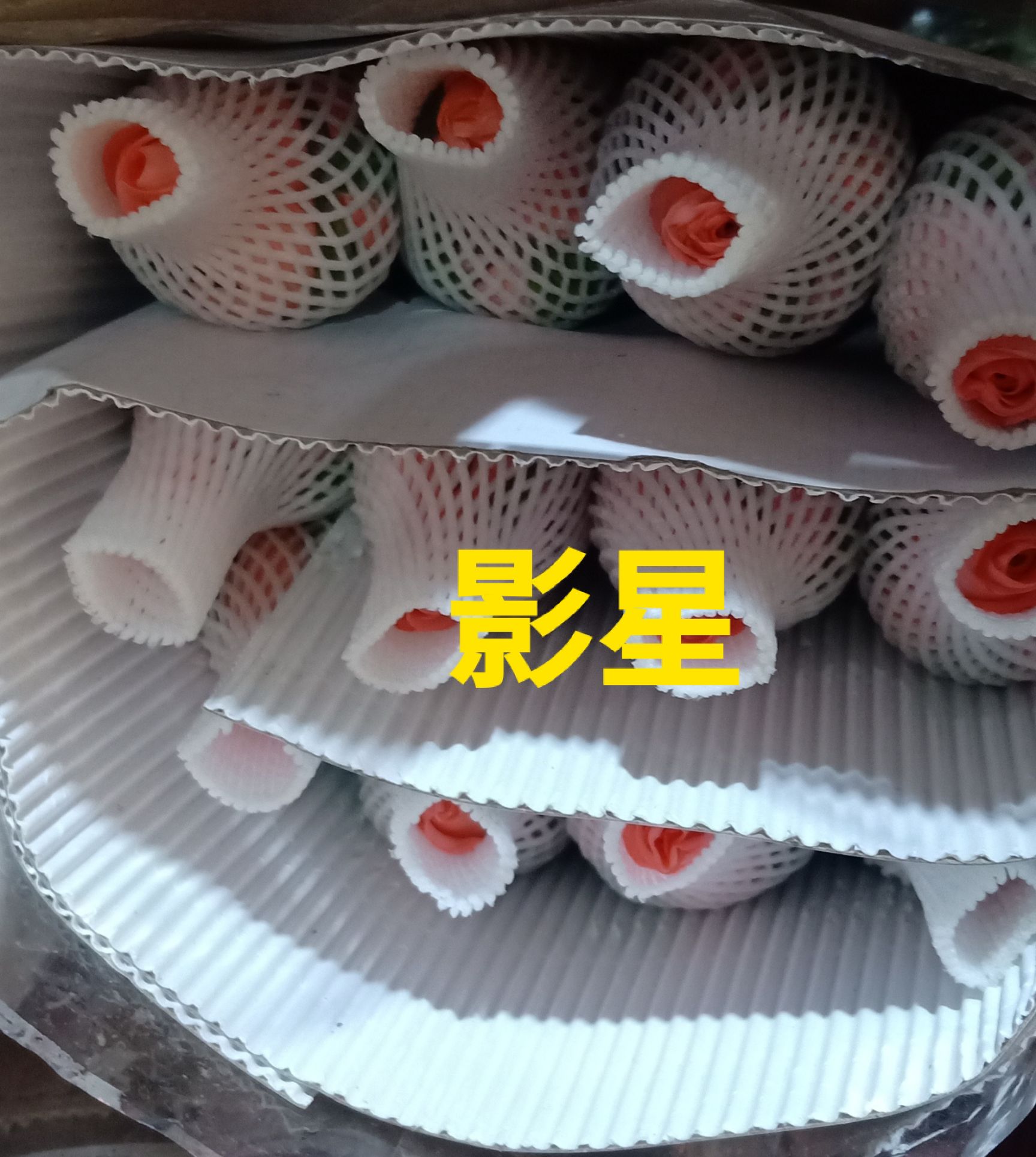 玫瑰切花 下单送康乃馨，尤加利!
