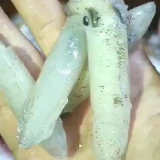 漳州深海海鲜 东山海鲜、码头直达！活冻小管！