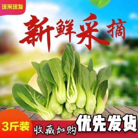 枣庄 现摘现采现发 小油菜新鲜青菜蔬菜无害绿色青菜3斤农民蔬
