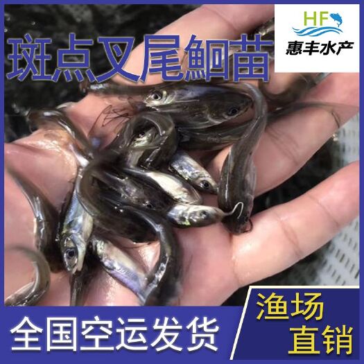 广州 叉尾鱼苗   美国斑点叉尾鮰鱼苗    基地直销全国