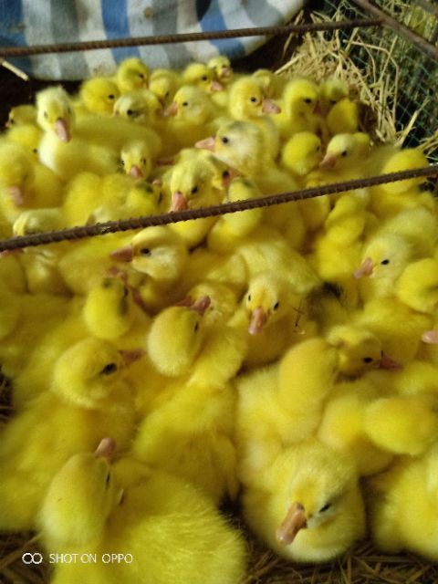 原阳县 本厂常年出售大品种鹅苗，保质保量，诚信第一