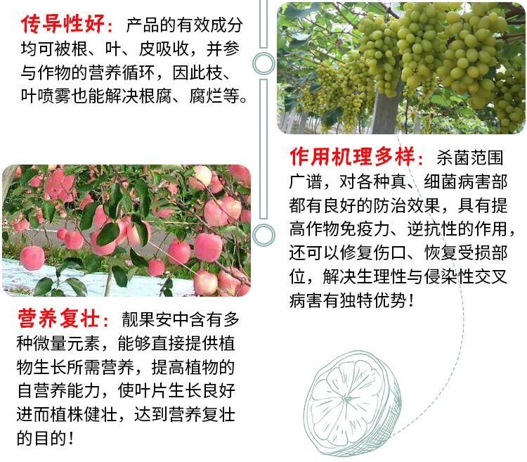  靓果安 芒果角斑病猕猴桃柑橘溃疡病褐斑炭疽病桃树穿孔病杀菌