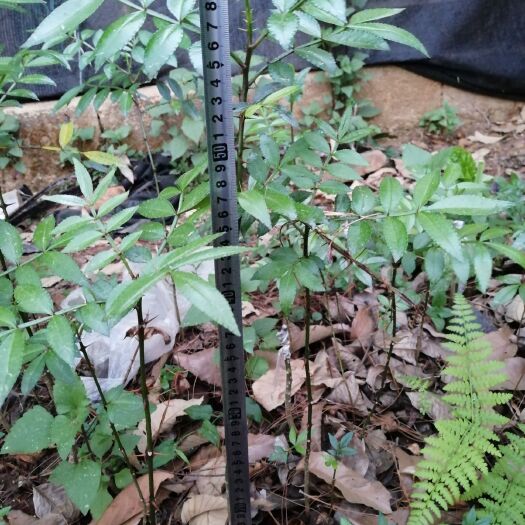 施甸县天知椒花椒苗  青花椒新品种 天知椒二年苗