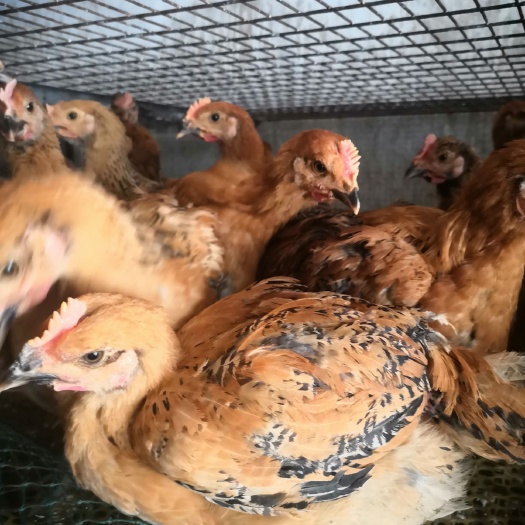 昆明肉鸡苗 大种土杂鸡4—6公斤