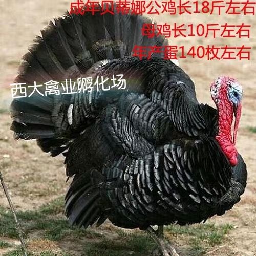 南宁火鸡苗*贝蒂娜火鸡苗，包疫苗，包运输成活