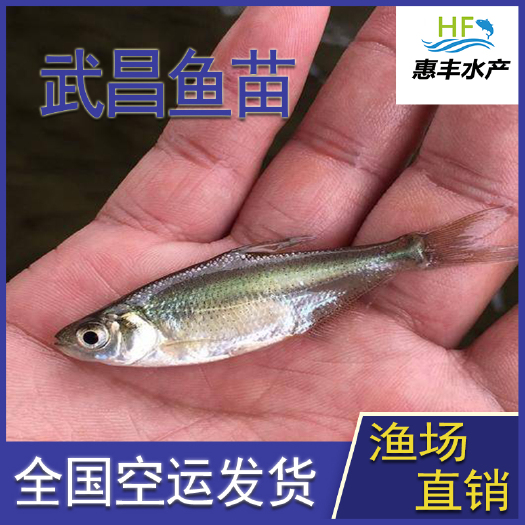 广州 三角边鱼苗   武昌鱼苗   三角鲂鱼苗    基地直销