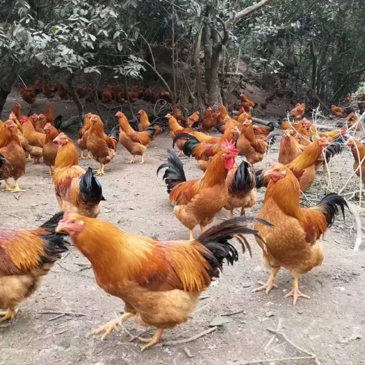 南宁三黄鸡苗 包邮包打疫苗